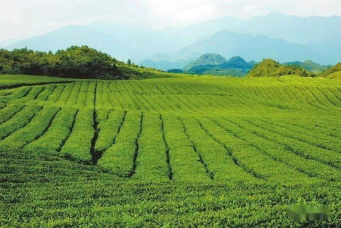 梵凈茶香天下，江口抹茶飄香世界——農副產品銷售的嶄新篇章