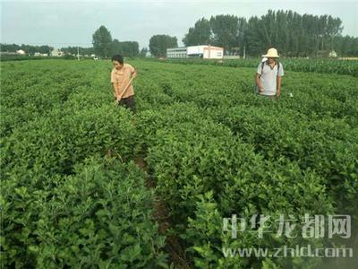 西華縣清河驛鄉 扶貧菊花香飄四方，農副產品銷售譜新篇