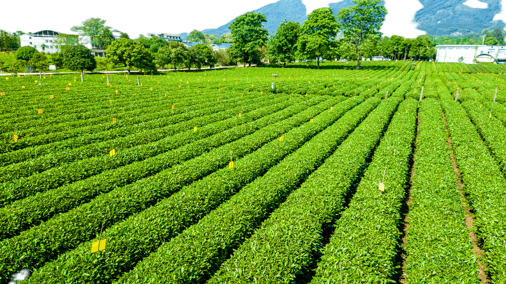 打造視覺盛宴 原創茶園航拍免摳元素，賦能農副產品品牌升級與銷售
