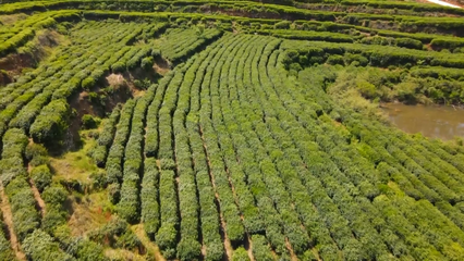 英山云霧茶榮獲國家地標產品保護示范區授牌，助推茶葉產業高質量發展