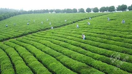 創新轉型，合作趕超 赤壁茶發集團引領區域茶企與農副產品銷售快速發展