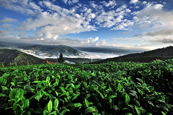 古樹茶 vs 臺地茶 一杯茶背后的生態(tài)、風味與市場選擇