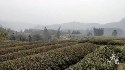 內(nèi)江威遠(yuǎn)萬畝茶園吐新芽 茶農(nóng)采茶迎豐收，農(nóng)副產(chǎn)品銷售新篇章