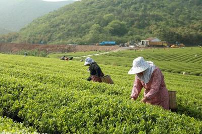 草根“茶人”羅平琴 茶山種出致富夢，年入40萬的創業心路