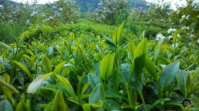 清遠擎畫茶業藍圖 英德紅茶劍指“中國紅茶第一品牌”，百萬畝產區蓄勢待發